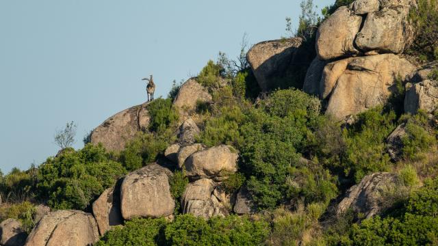 Bouquetin ibérique