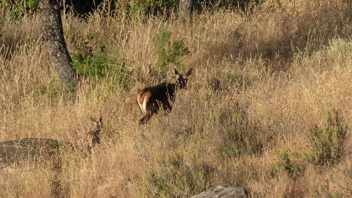 Cerf élaphe