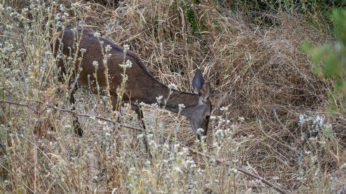Cerf élaphe