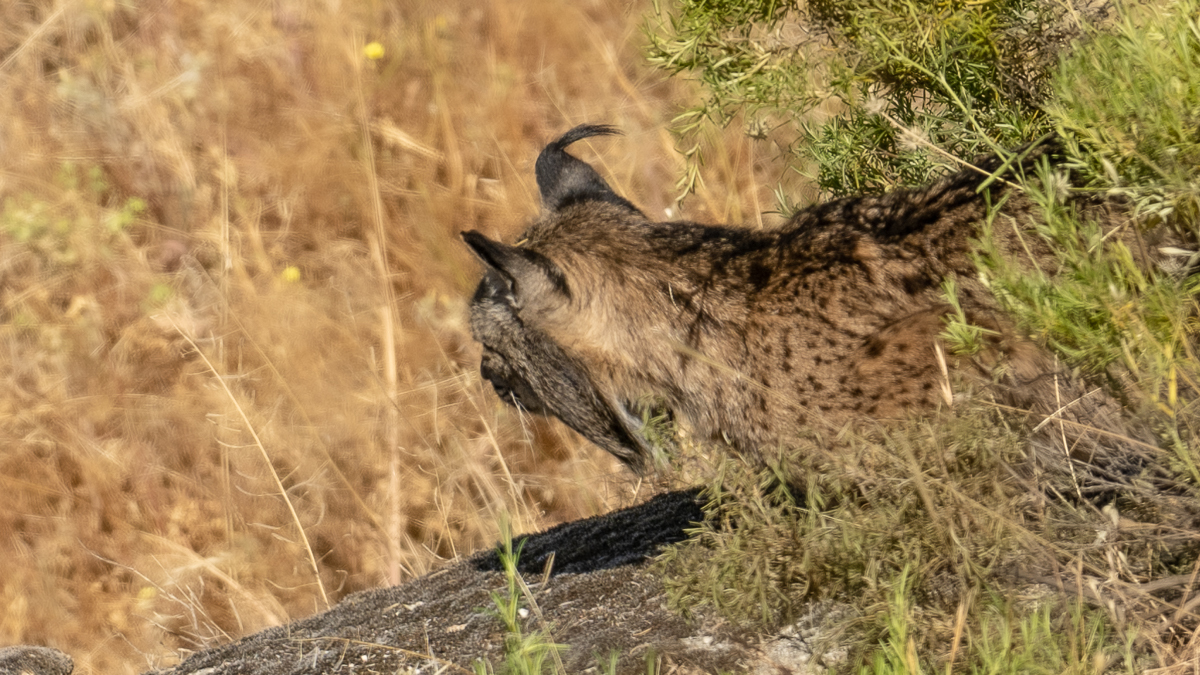 Lynx ibérique