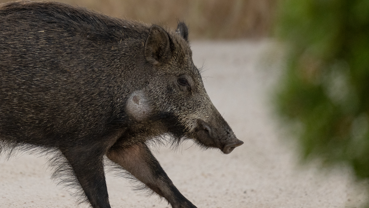 Sanglier