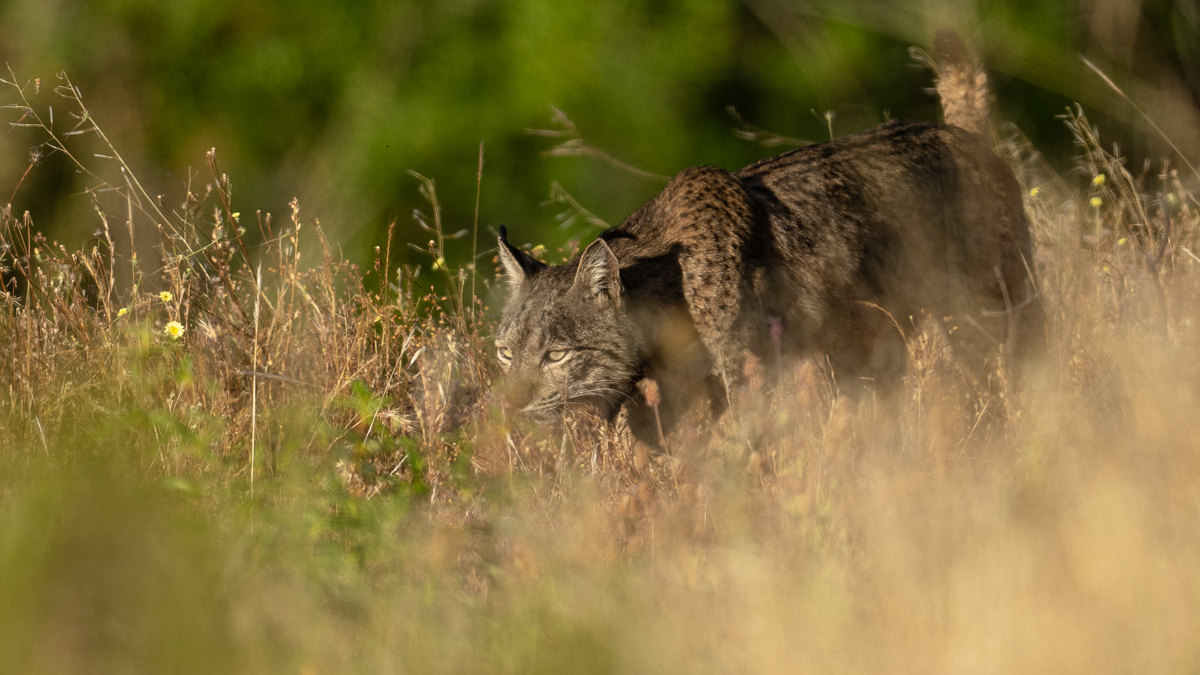 Lynx ibérique