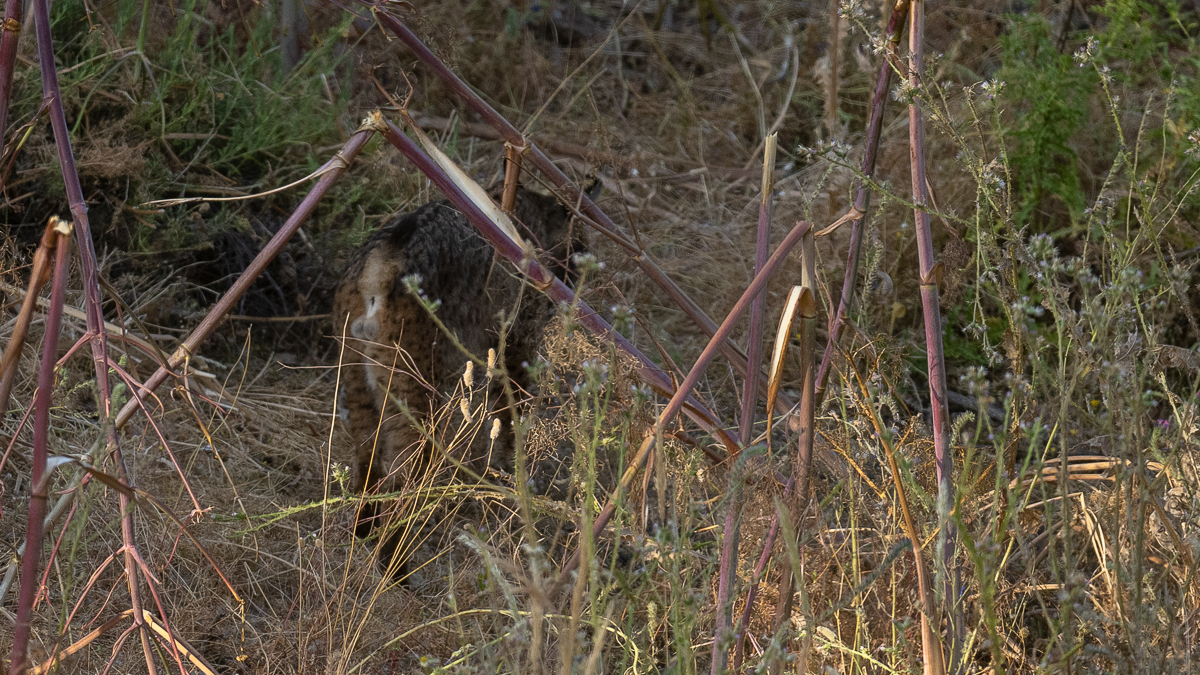 Lynx ibérique