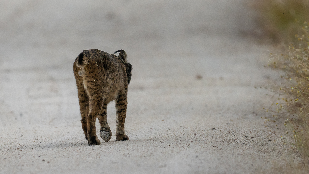 Lynx ibérique