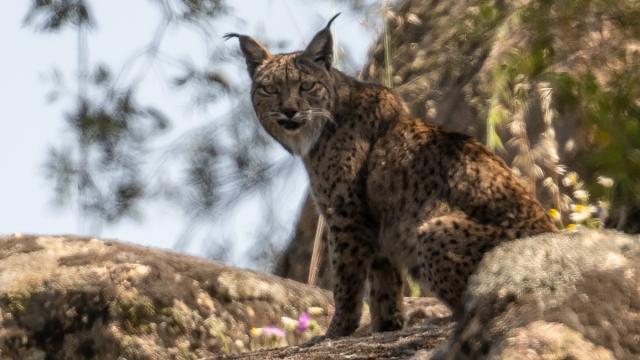 Lynx ibérique