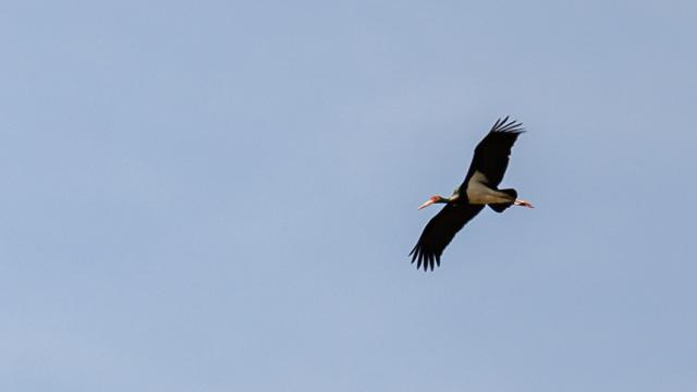 Cigogne noire