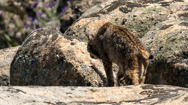 Lynx ibérique