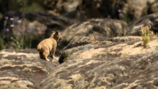 Lynx ibérique