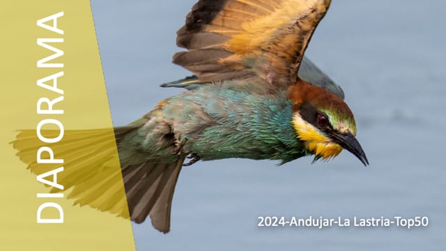 DP-2024-Andujar-La Lastria-Top50