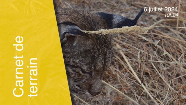 Lynx pardinus-060724