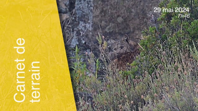 Lynx pardinus-290524