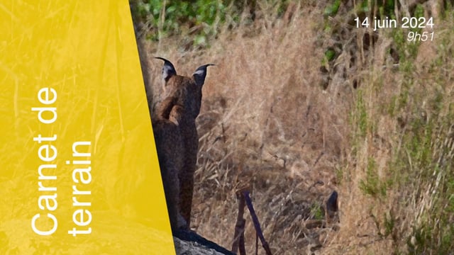 Lynx pardinus-140624