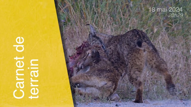 Lynx pardinus-180524