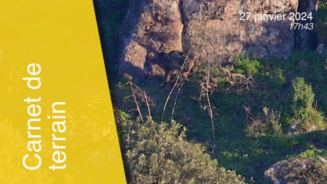 Lynx pardinus-240127