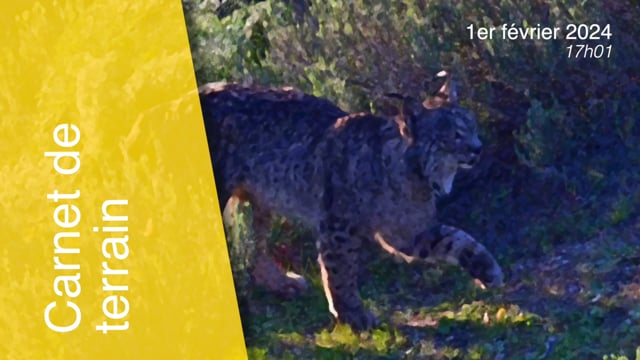 Lynx pardinus-240201