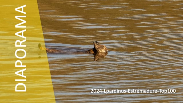 DP-2024-Lpardinus-Estrémadure-Top100