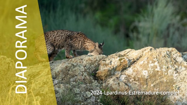 DP-2024-Lpardinus-Estrémadure-complet