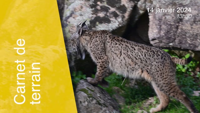 Lynx pardinus-140124