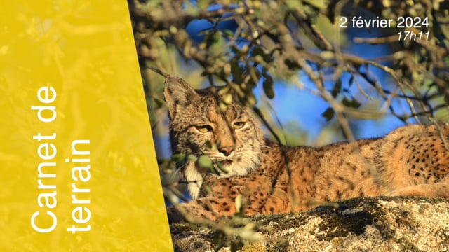 Lynx pardinus-240202