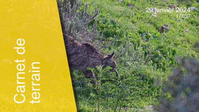 Lynx pardinus-240129