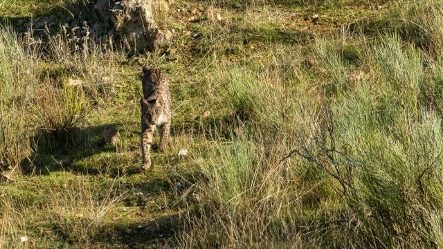 Lynx ibérique