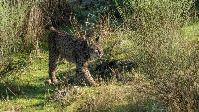 Lynx ibérique