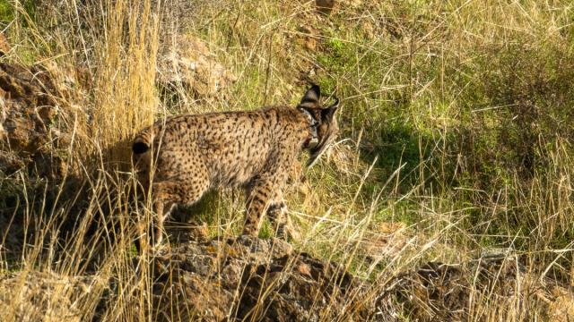 Lynx ibérique