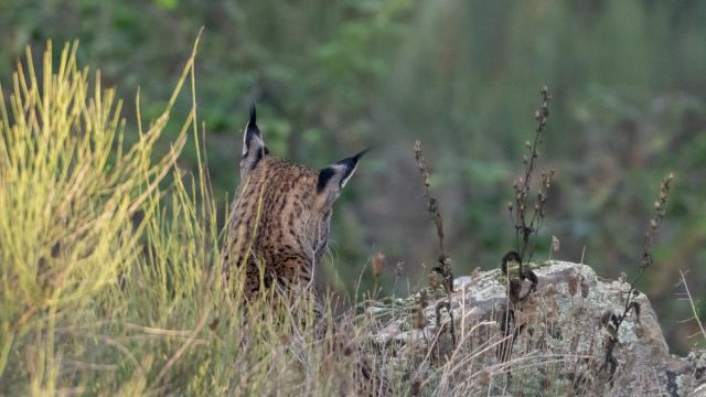 Lynx ibérique
