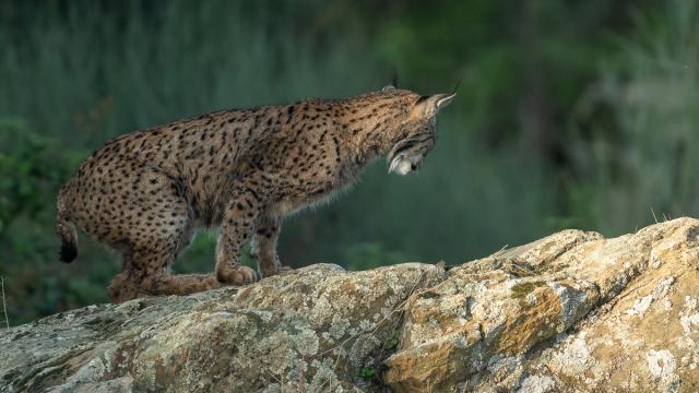Lynx ibérique