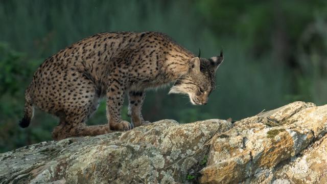 Lynx ibérique