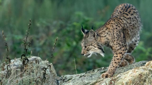 Lynx ibérique