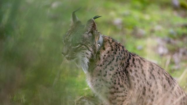 Lynx ibérique