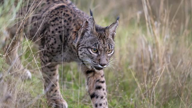 Lynx ibérique