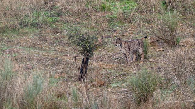Lynx ibérique