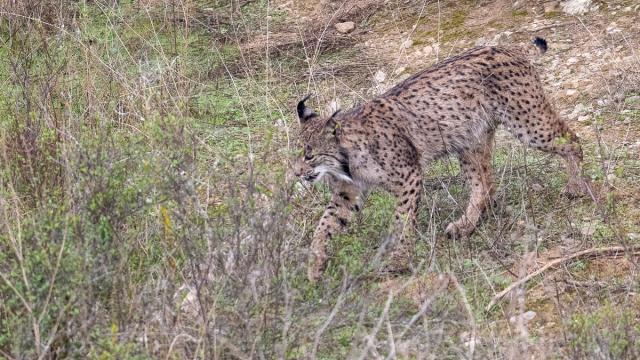Lynx ibérique
