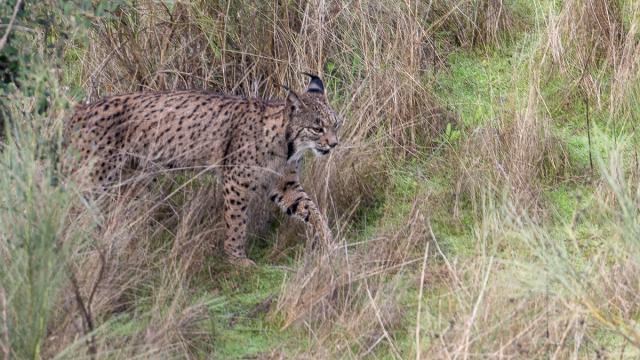 Lynx ibérique