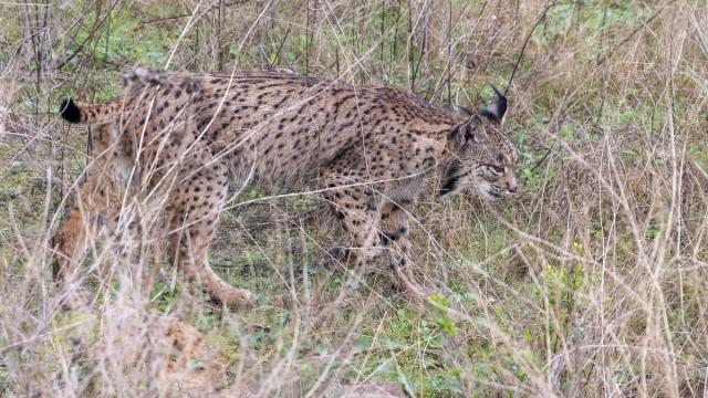 Lynx ibérique