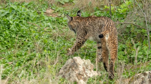 Lynx ibérique