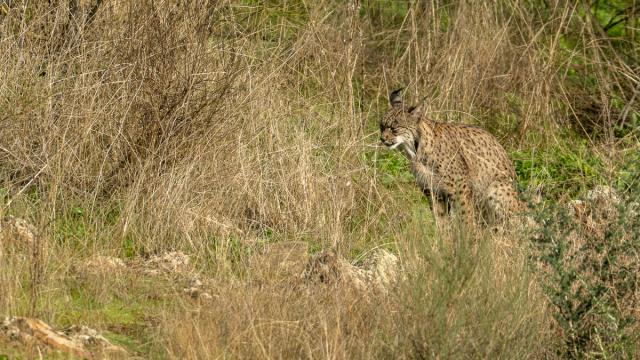 Lynx ibérique