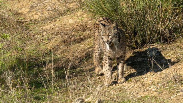 Lynx ibérique