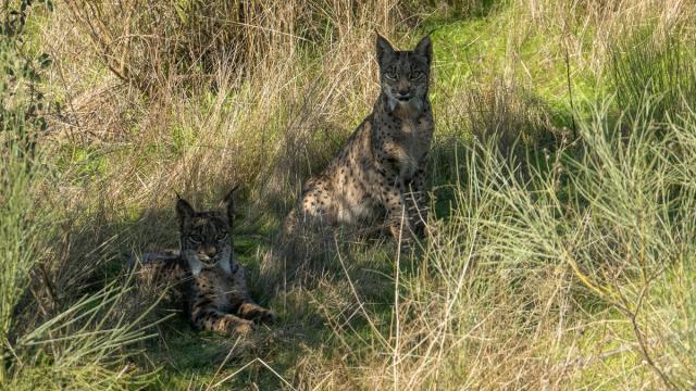 Lynx ibérique