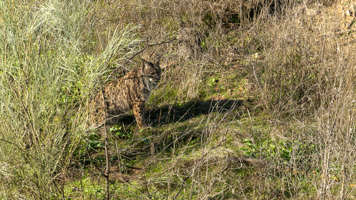 Lynx ibérique