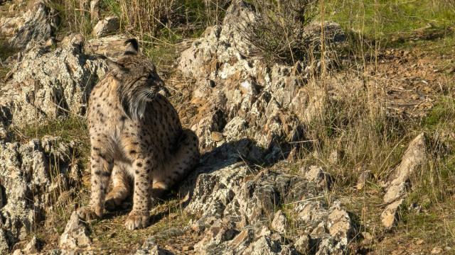 Lynx ibérique