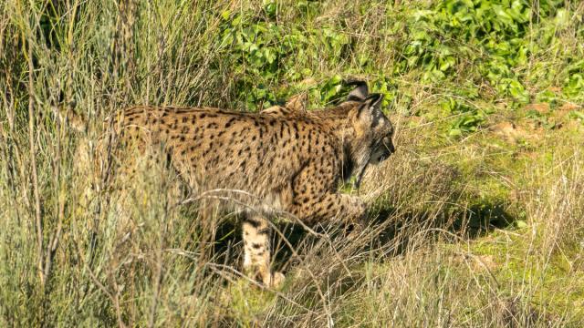 Lynx ibérique