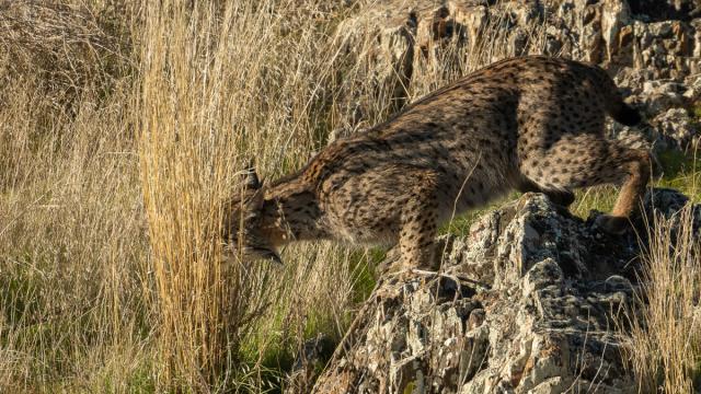 Lynx ibérique