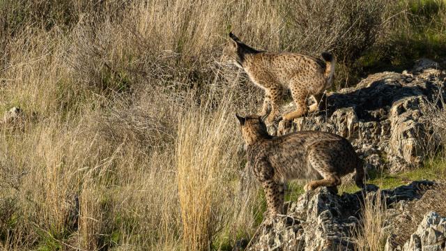 Lynx ibérique