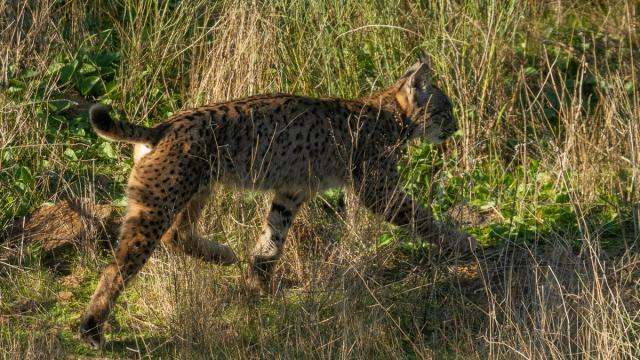 Lynx ibérique