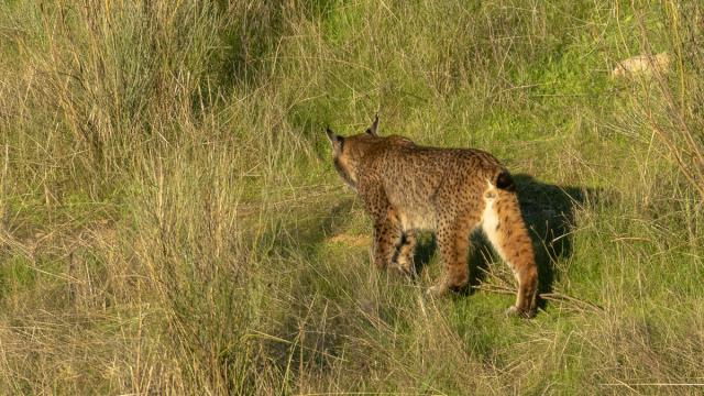 Lynx ibérique