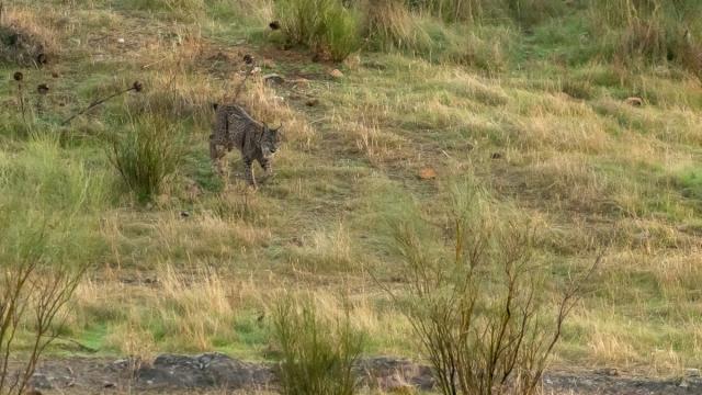 Lynx ibérique