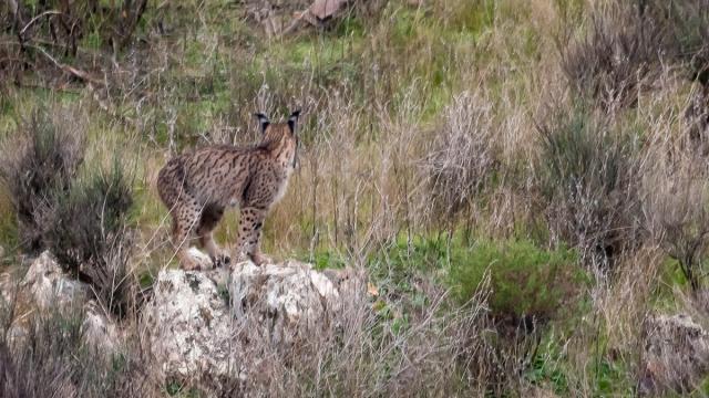 Lynx ibérique